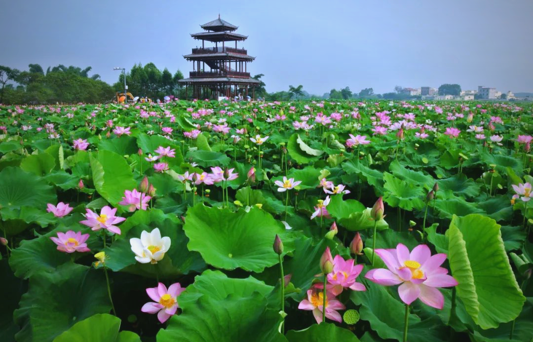 贵港同城喝茶上课
