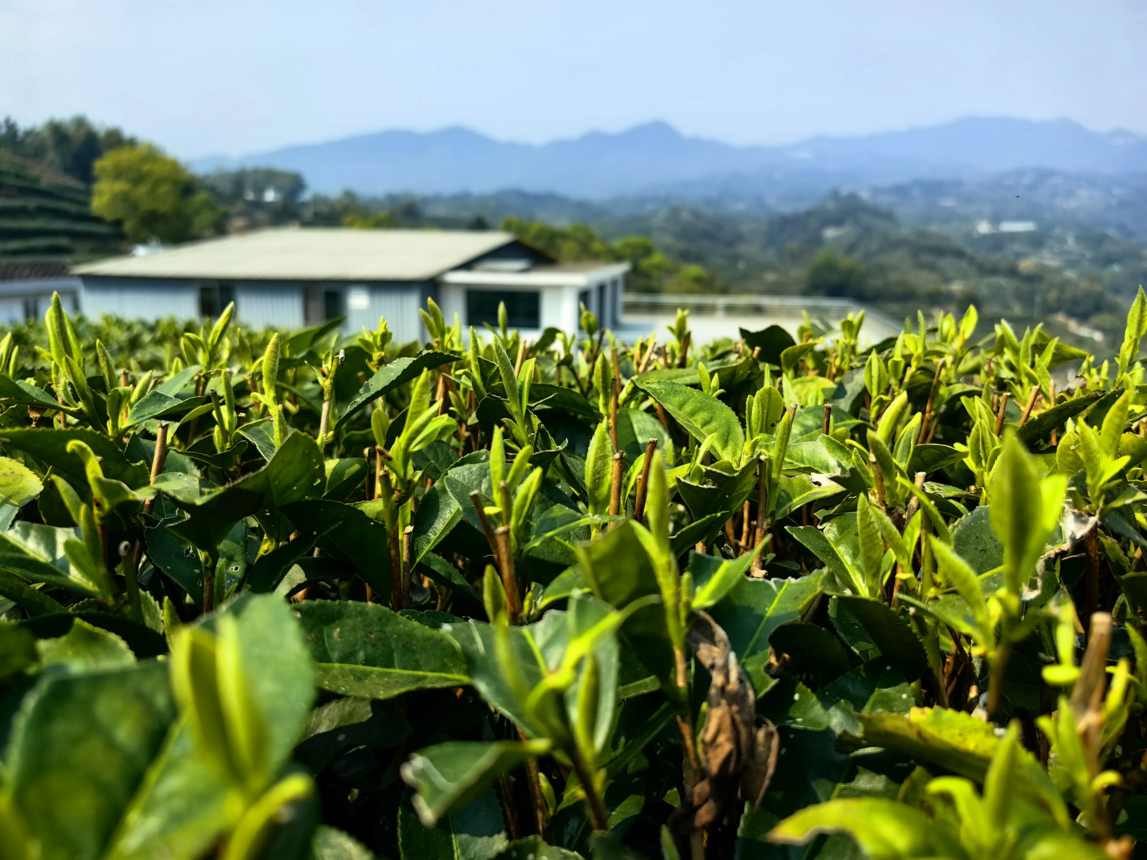 品茶阁是否真实存在_揭秘茶文化背后的商业迷雾与避坑指南