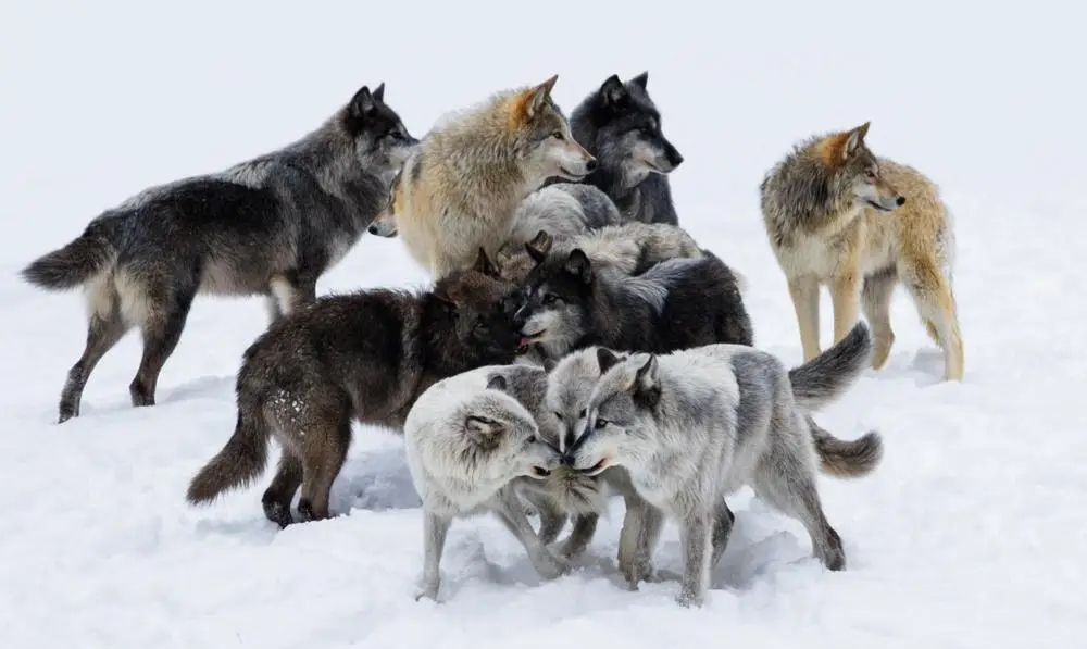 武汉狼盟究竟是什么？普通人如何正确看待