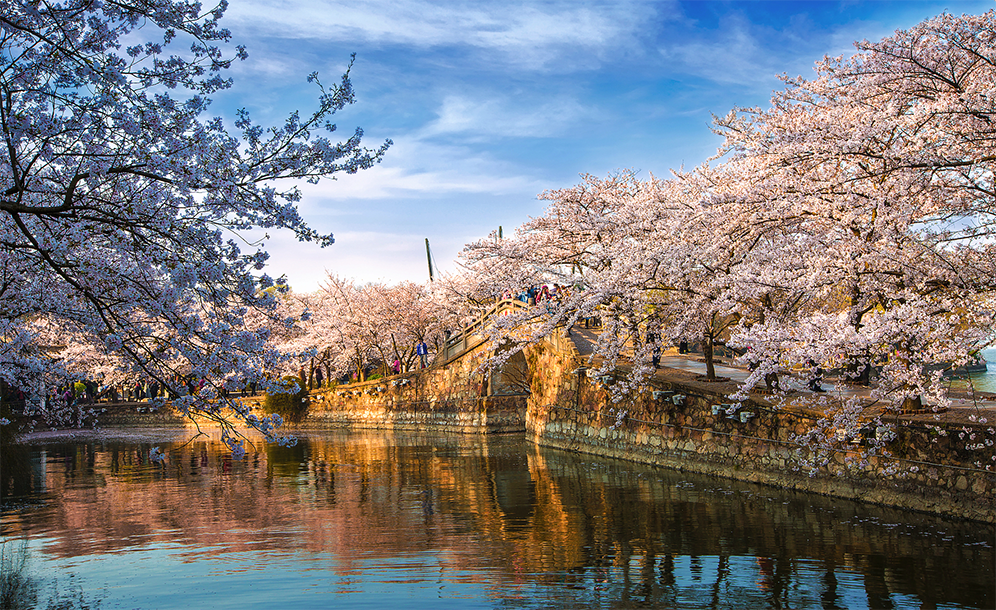 凤凰楼免费茶楼探秘：新手必看攻略