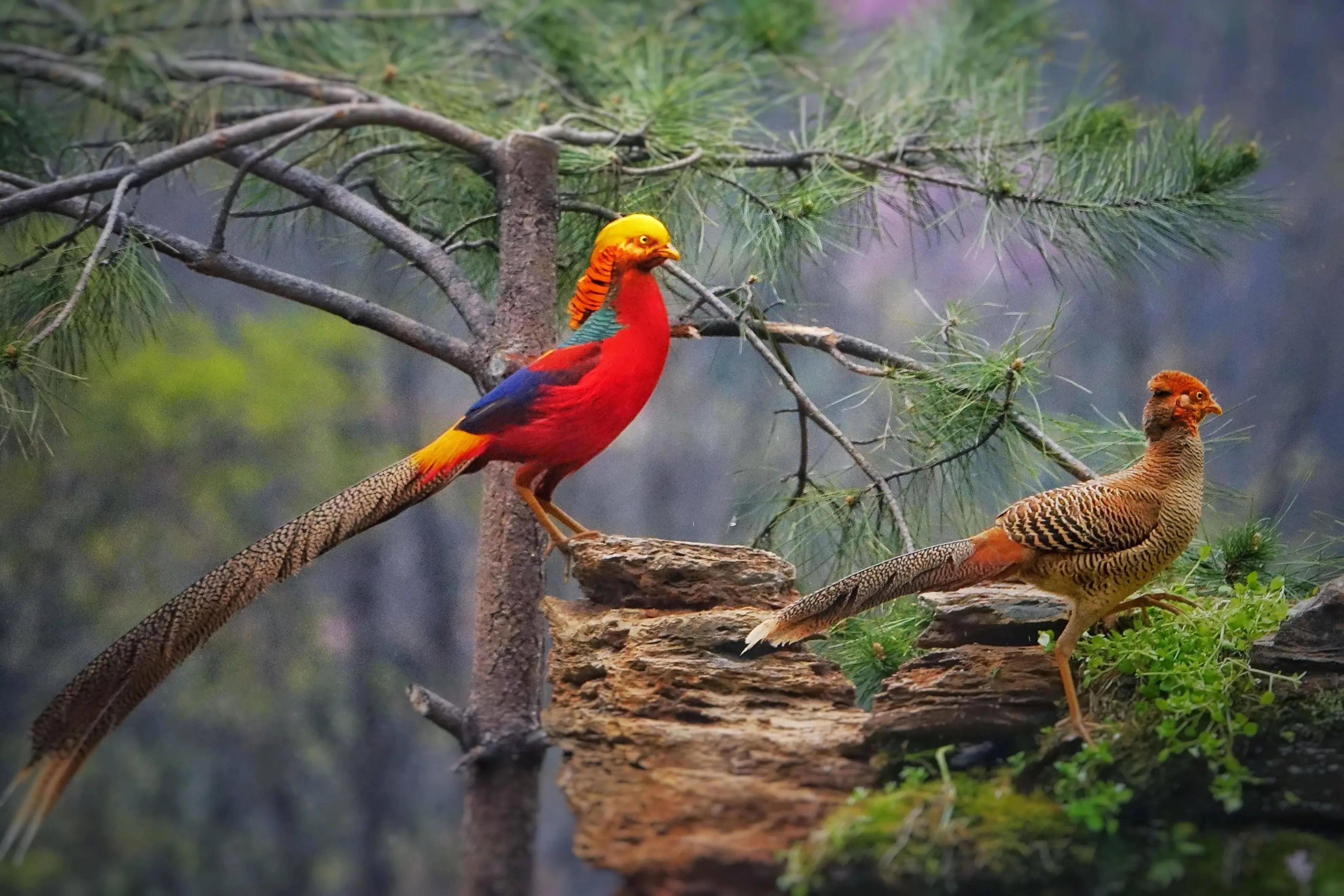 保山野鸡最多的街道是哪里