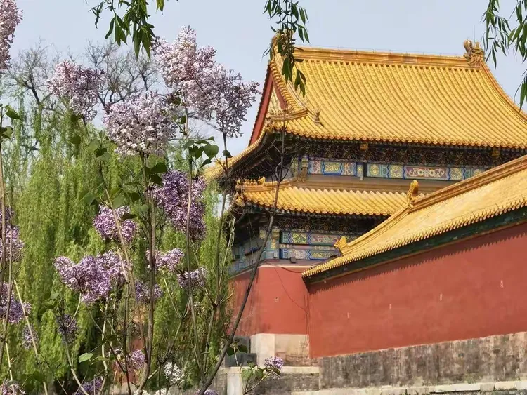 最新研究数据显示：寻花阁CM到底是什么平台？个人站长如何高效利用它提升流量