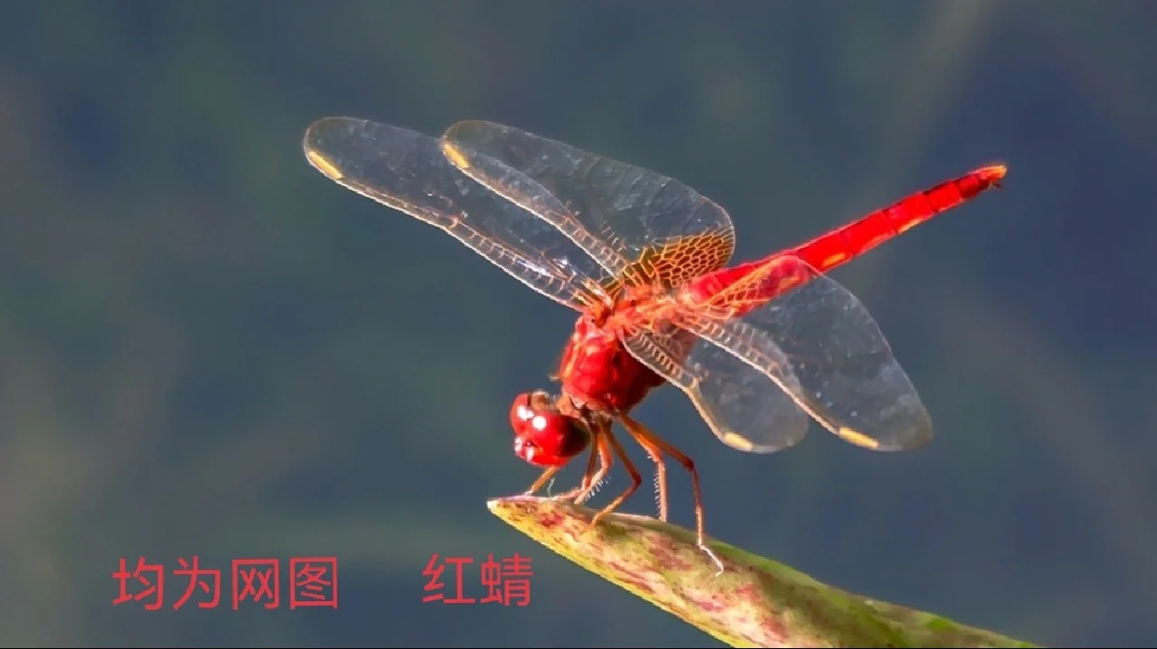 红蜻蜓社区究竟是什么？新手如何快速上手？