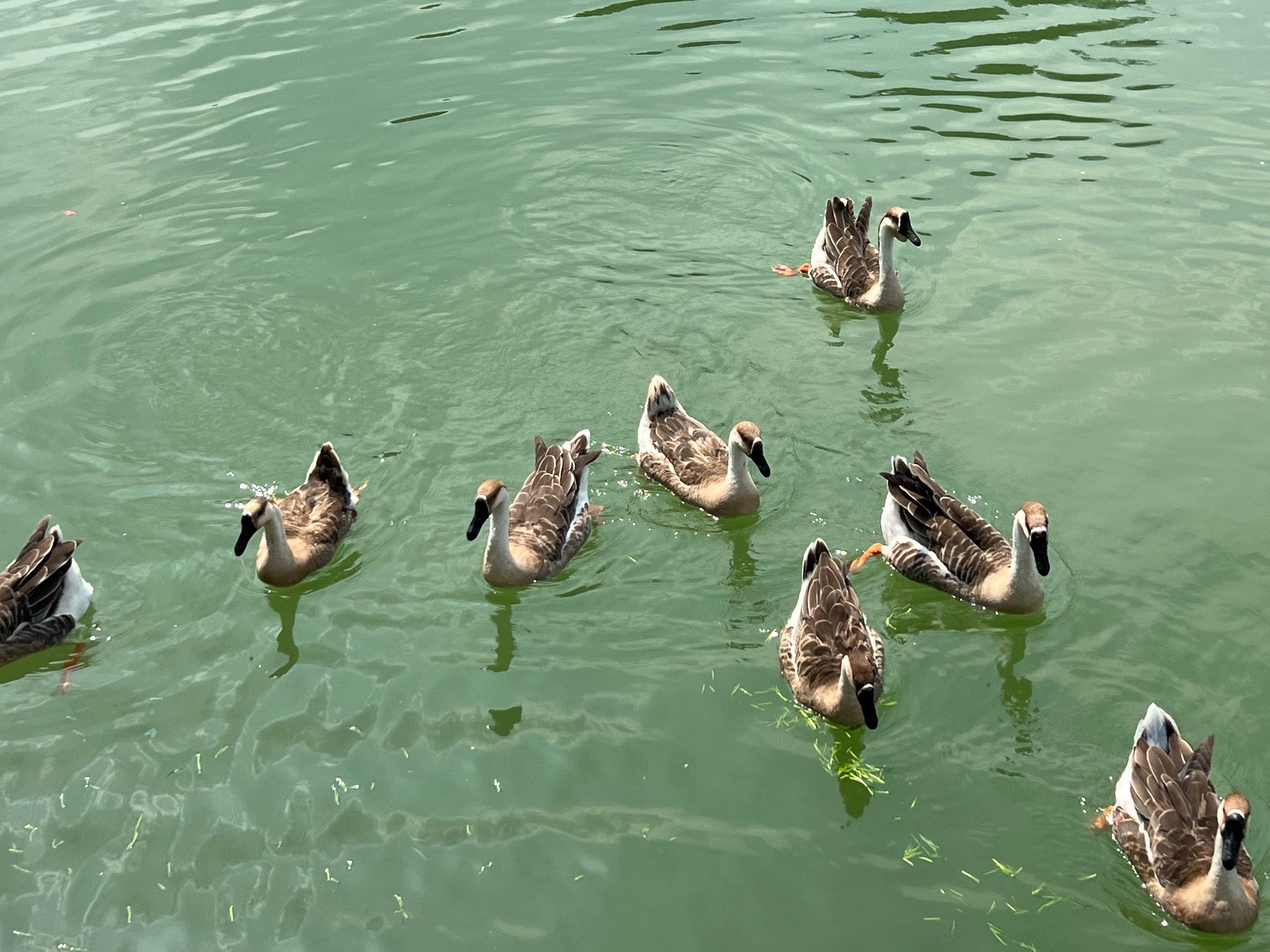 惊心动魄揭秘：称女人为黄鸭子的文化含义与避坑指南🔥