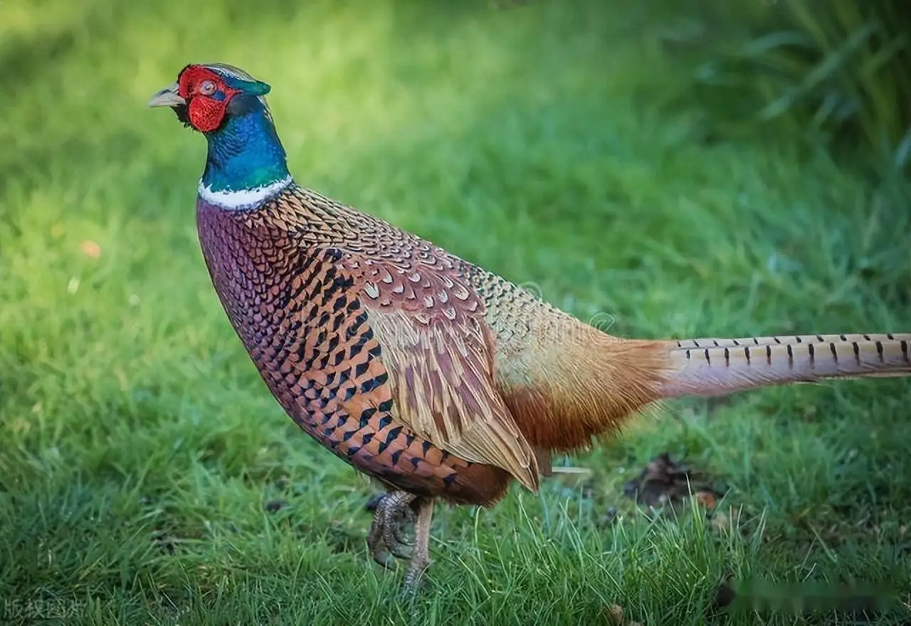 保山野鸡最多的街道是哪里