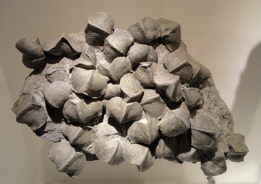 石家庄学生喝茶兼职