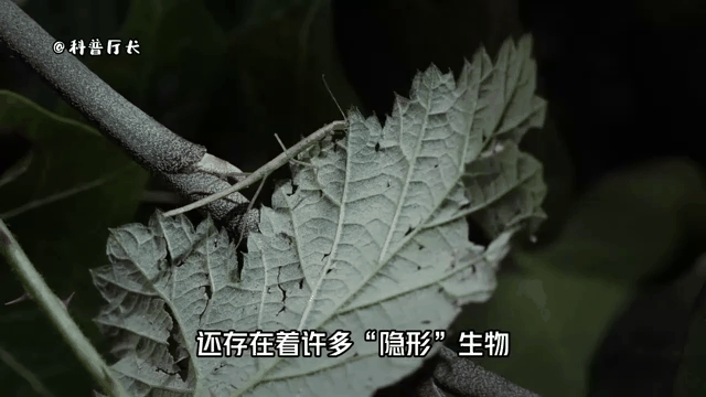 为何家长总被隐形收费困扰？_揭秘包学生服务省30%费用的全流程避坑指南