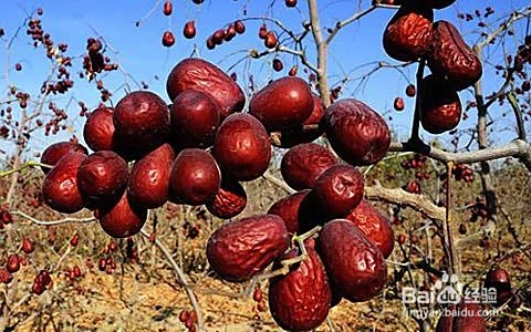 小枣到家后能不能马上睡觉？新手必看指南