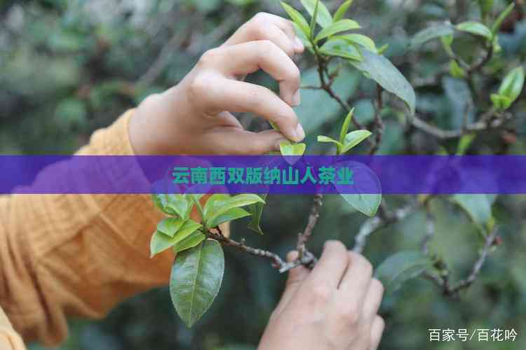 全国新茶楼信息网论坛的行业生态及茶文化数字化传播的机遇与挑战解析