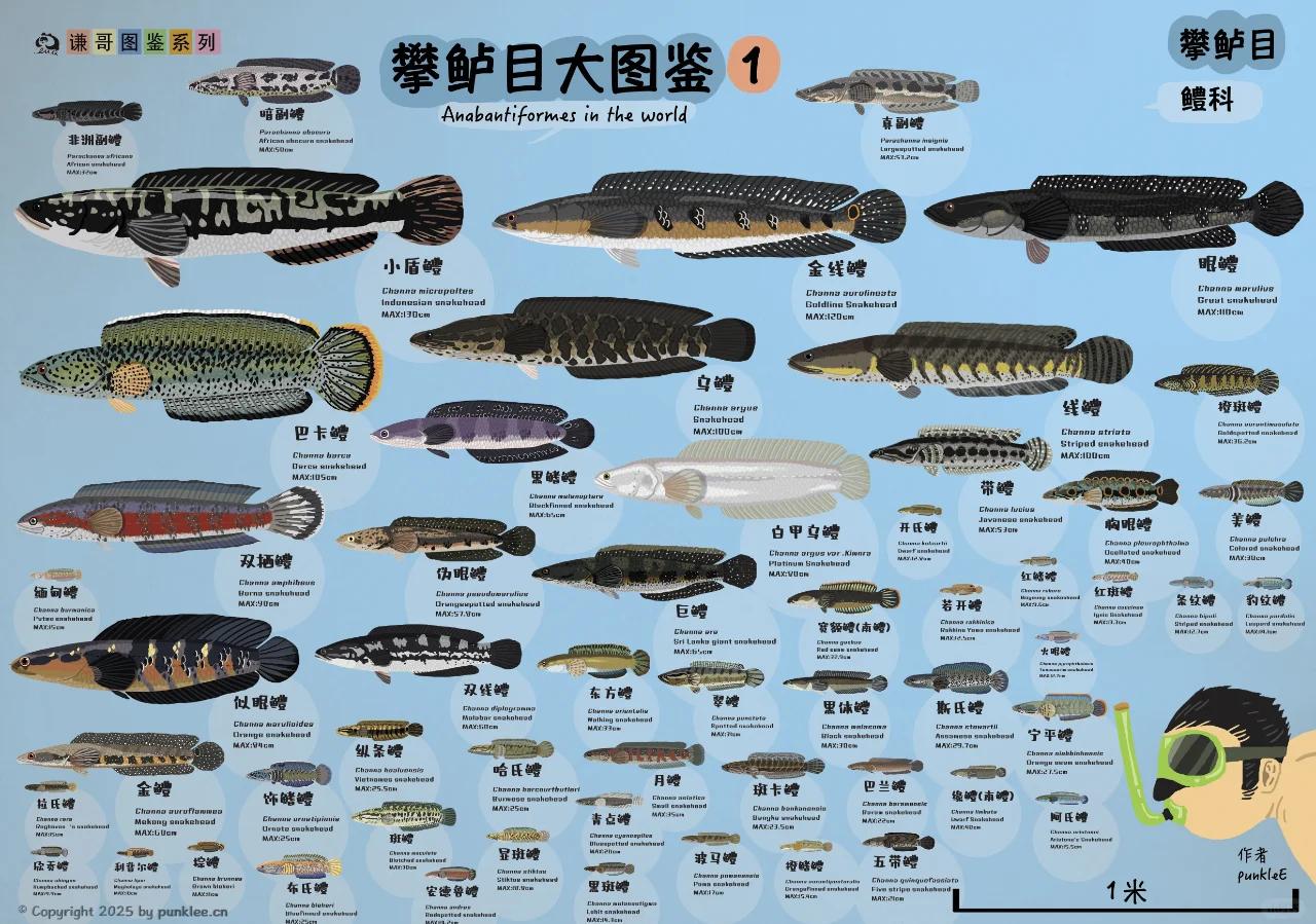 番茄酱渗进高跟鞋缝：中国都市快餐小姐的魔幻现实主义图鉴解析版