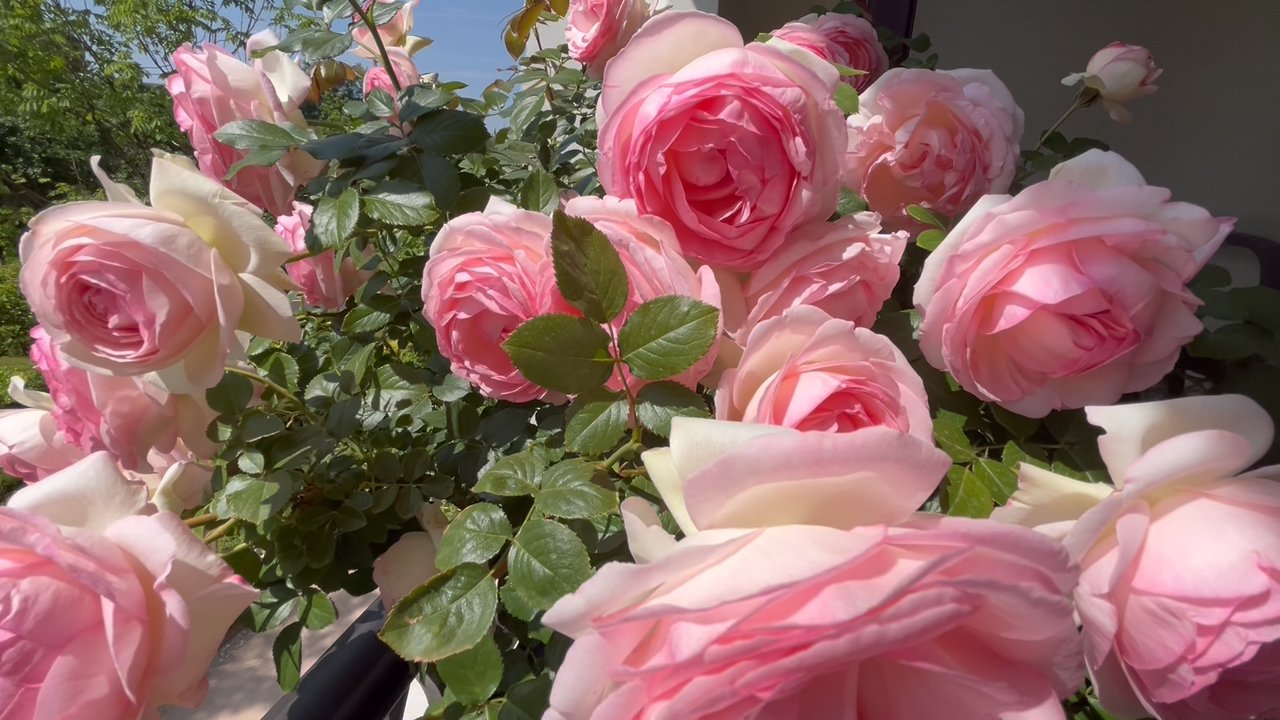 灾难报道：安国粉色一条街，你知道这里的真实生活是什么样的吗？